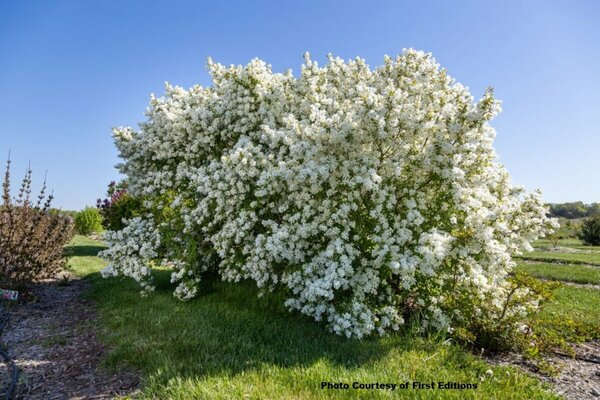 Exochorda x mac. 'Lotus Moon'™ Pearlbush (FE) 2 gal FE