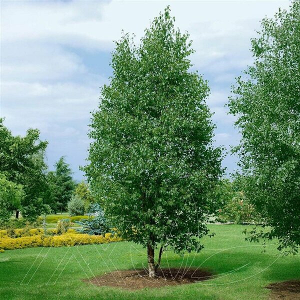 Betula tian. 'Emerdak' - 'Emerald Flare' Birch 7 gal