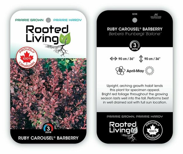 Berberis 'Bailone' - 'Ruby Carousel' Barberry 2 gal