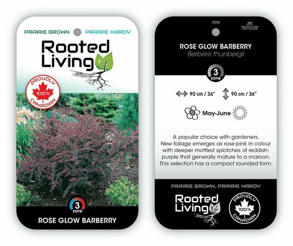 Berberis - 'Rose Glow' Barberry 2 gal