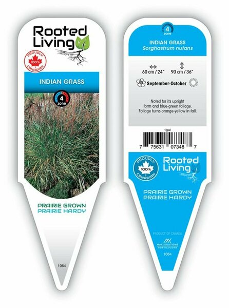 Sorghastrum nutans - Indian Grass 1 gal outdoor