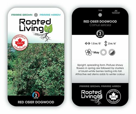 Cornus sericea - Red Osier Dogwood 2 gal