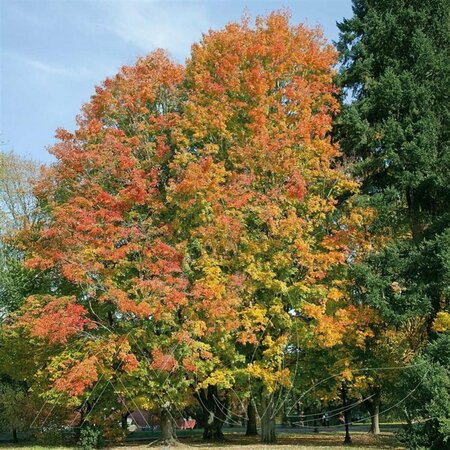 Acer saccharum - 'Unity' Sugar Maple 15 gal