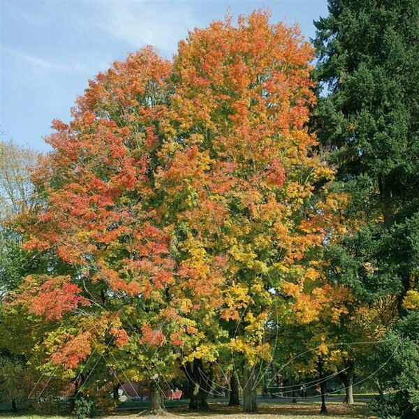 Acer saccharum - 'Unity' Sugar Maple 15 gal