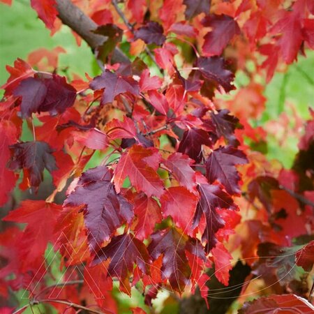 Acer ginnala - 'Ruby Slippers' Amur Maple 15 gal