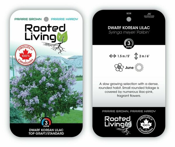 Syringa meyeri 'Palibin' - Dwarf Korean Lilac [Little Leaf] 10 gal std