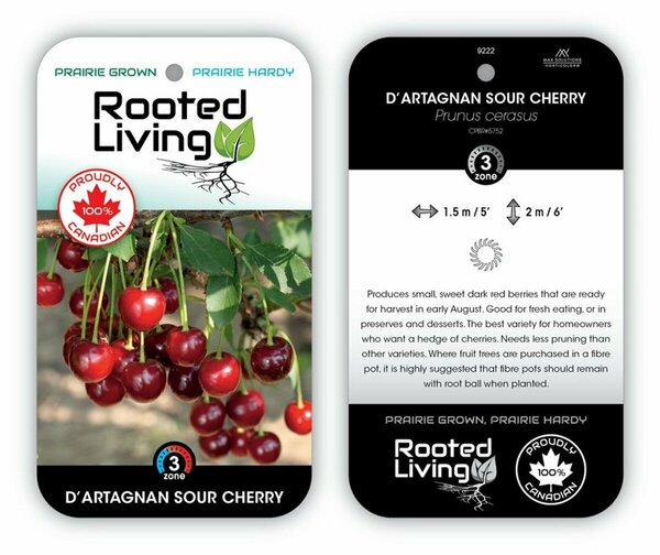 Prunus x - 'D'artagnan' Cherry  1 gal