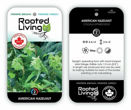 Corylus americana - American Hazelnut 2 gal