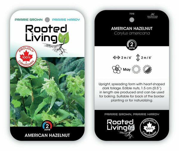Corylus americana - American Hazelnut 2 gal