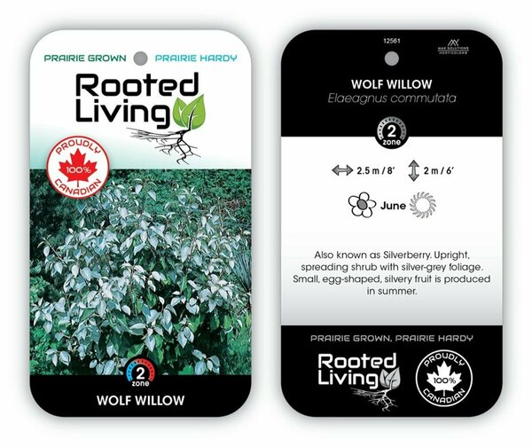 Elaeagnus commutata - Wolf Willow 2 gal