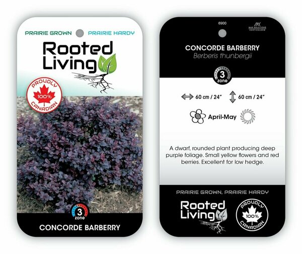 Berberis - 'Concorde' Barberry 2 gal