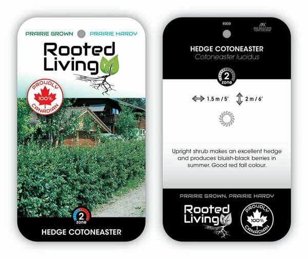 Cotoneaster lucidus - Hedge 1 gal