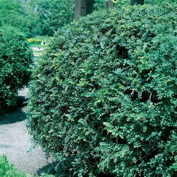 Caragana arb. - Common Caragana / Siberian Peashrub 1 gal