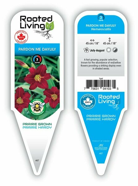 Hemerocallis - 'Pardon Me' Daylily [Rd/Yl] 1 gal outdoor