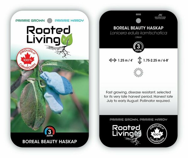 Lonicera - 'Boreal Beauty' Haskap / Honeyberry 1 gal