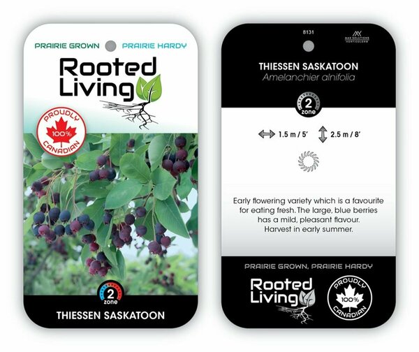 Amelanchier aln. - 'Thiessen' Saskatoon 1 gal
