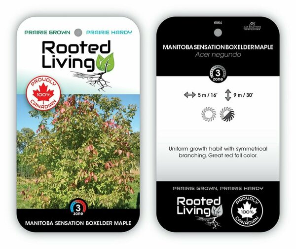 Acer negundo - 'Sensation' Manitoba Maple / Boxelder 15 gal - image 2
