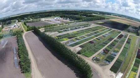 Acer negundo - Manitoba Maple / Boxelder 7 gal