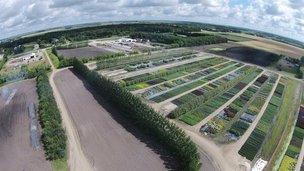 Acer negundo - Manitoba Maple / Boxelder 5 gal