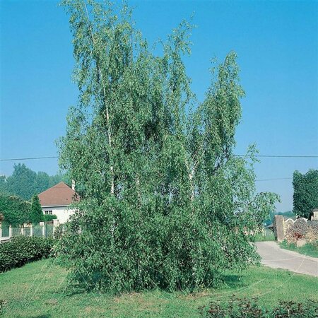 Betula pendula - 'Cutleaf Weeping' Birch 5 gal