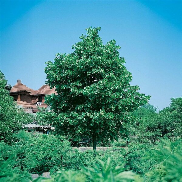 Tilia cordata - Little Leaf Linden 5 gal