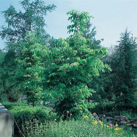 Celtis occidentalis - Common Hackberry 7 gal