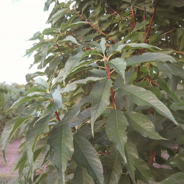 Prunus maackii 'Jefspur' - 'Goldspur' Amur Cherry 10 gal