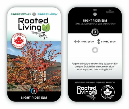 Ulmus dav. jap. - 'Night Rider' Elm 50mm BB 2.00"