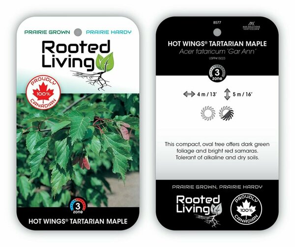 Acer tataricum GarAnn - 'Hot Wings' Tatarian Maple 50mm BB 2.00"