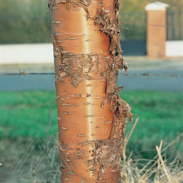 Prunus maackii - Ming Cherry 7 gal