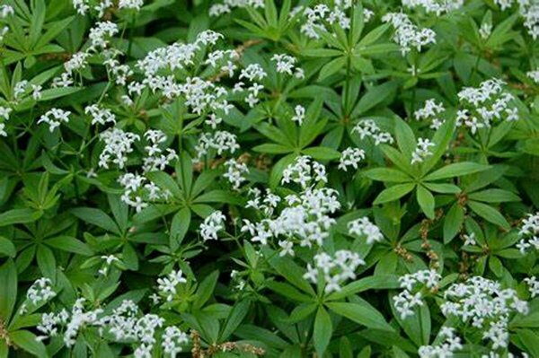 Galium odoratum - Sweet Woodruff 1 gal outdoor