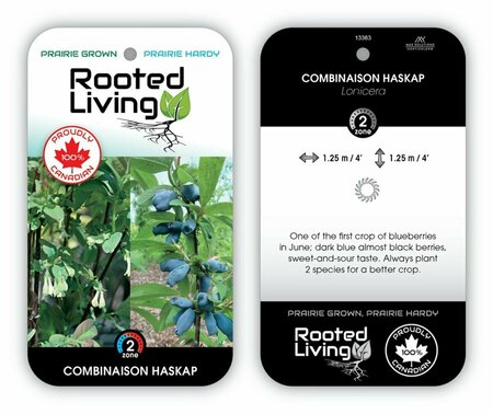 Lonicera - 'Combination' Haskap-[Polar Jewel/Boreal Bty/Borealis] 2 gal