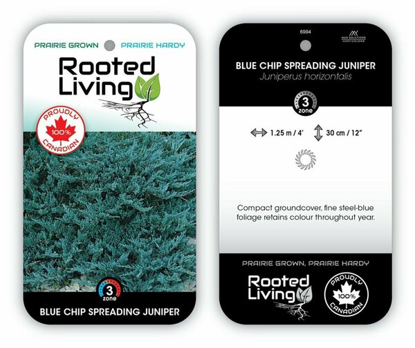 Juniperus hor. - 'Blue Chip' 2 gal