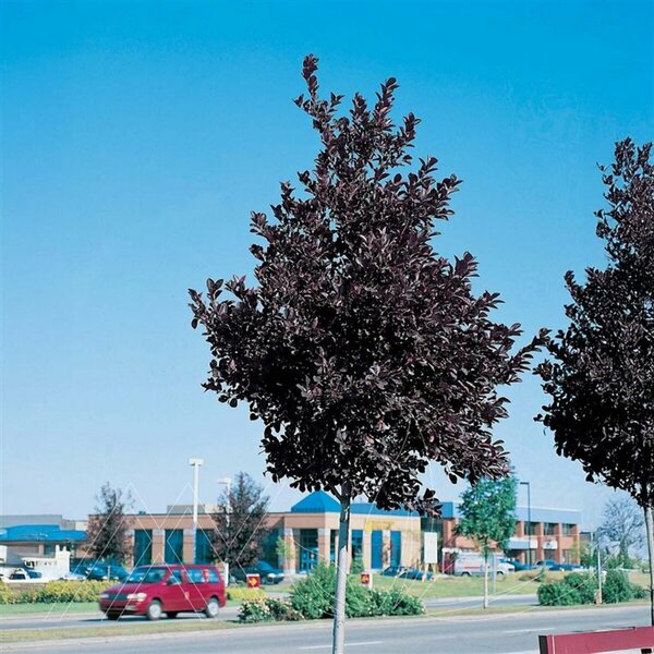 Prunus virginiana - 'Midnight' Schubert Chokecherry 10 gal