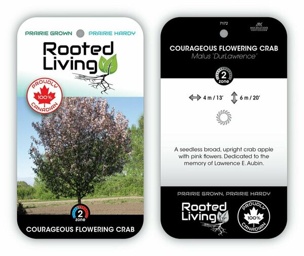 Malus - 'Courageous' Flowering Crab DurLawrence  (FE) 7 gal - image 2
