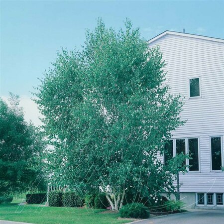 Betula papyrifera - Paper Birch 10 gal multi - image 1