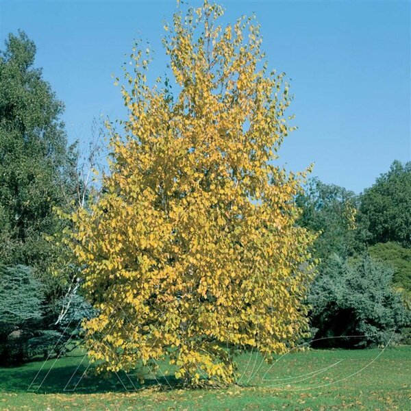 Betula papyrifera - Paper Birch 10 gal multi - image 2