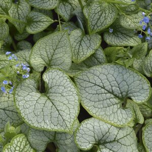 Brunnera mac. - 'Sea Heart' Siberian Bugloss 1 gal