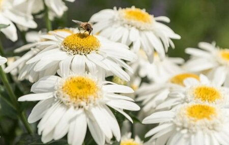 Leucanthemum Sweet Daisy™ - 'Birdy' Shasta Daisy 11 cm Prem (4.5")