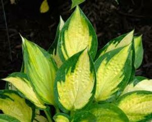 Hosta - 'Orange Marmalade' [Bl/Gr] 11 cm Prem (4.5")