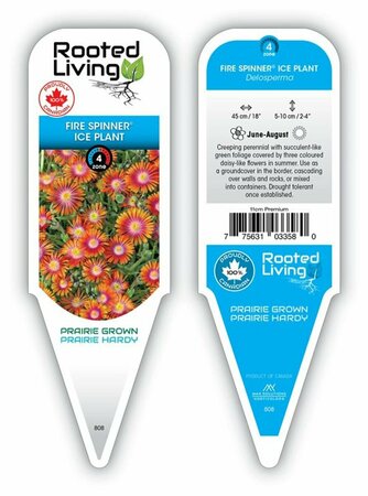 Delosperma - 'Fire Spinner'® Ice Plant 11 cm Prem (4.5")