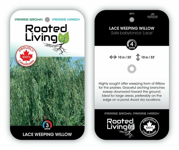 Salix babylonica - Weeping Lace Willow RP28 hwct - image 2