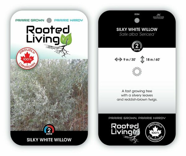 Salix alba - 'Silky White' Willow RP28 hwct