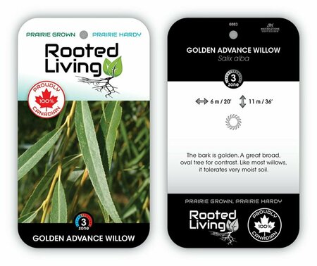 Salix alba - 'Golden Advance' Willow RP28 hwct - image 2