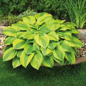 Hosta - 'Velvet Moon' [Gr/Gld] 1 gal