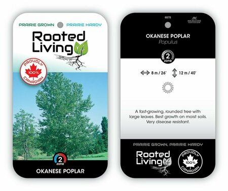 Populus x - Okanese Hybrid Poplar RP28 hwct - image 2