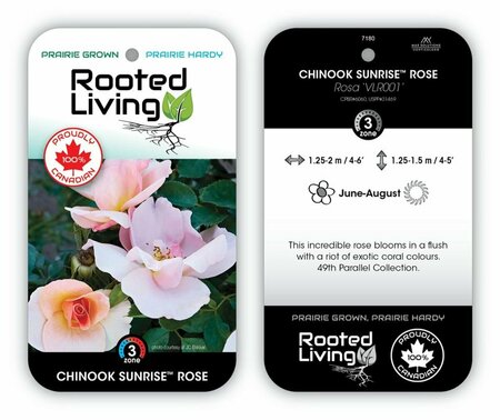 Rosa - 'Chinook Sunrise' Rose [Coral/Pink] 5 gal