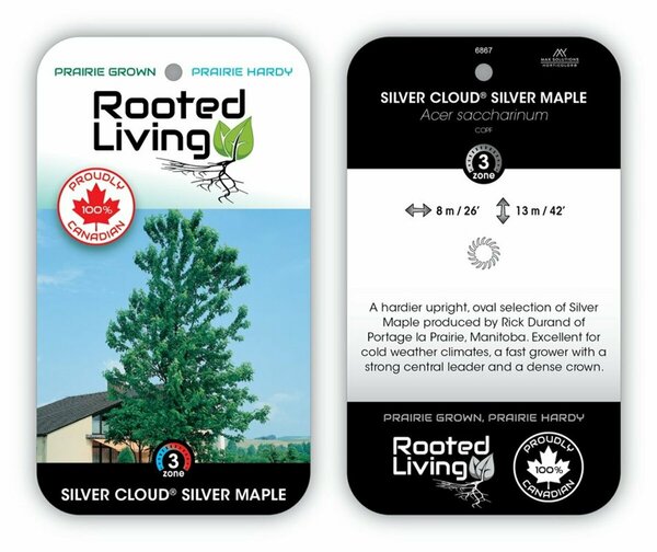 Acer saccharinum - 'Silver Cloud' Silver Maple 65mm BB 2.50" - image 2