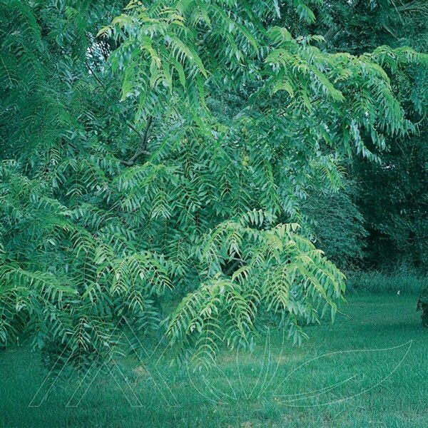 Juglans nigra - Black Walnut 50mm BB 2.00"