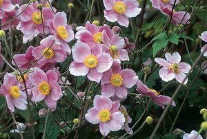 Anemone tom. 'Robustissima' - Grapeleaf 1 gal